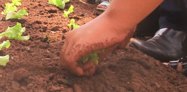Mãos plantam muda de alface na terra