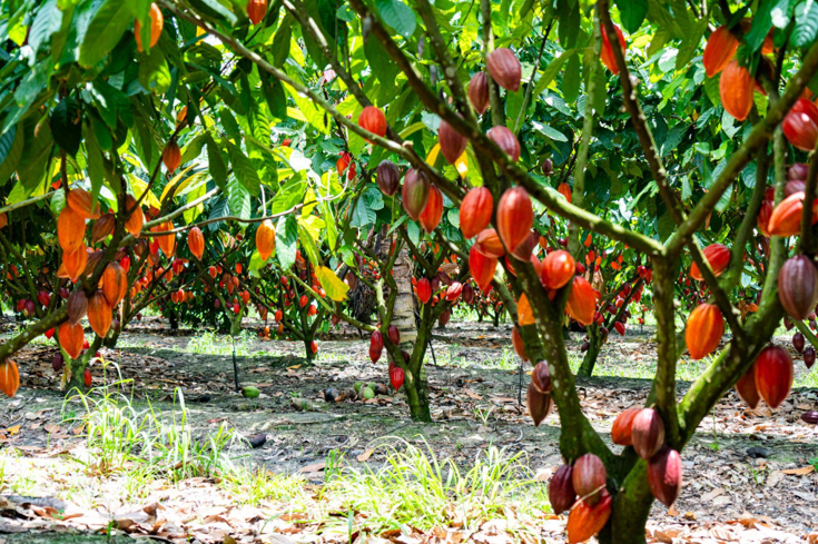 Fazenda de cacau do Nestlé Cocoa Plan